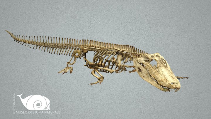 American alligator 3D Model