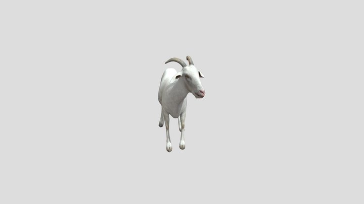 Alpine Goat 3D Model