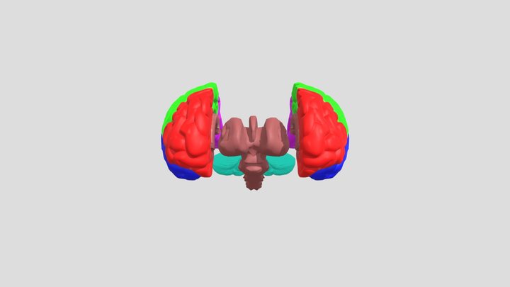 Brain model part 2 3D Model