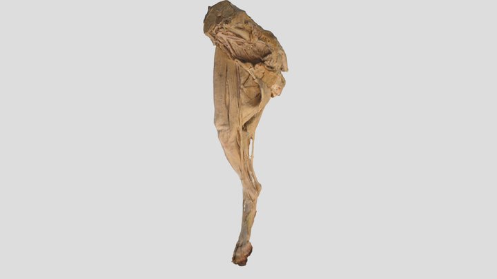 Medenična okončina psa - odcepi aorte, živci 3D Model