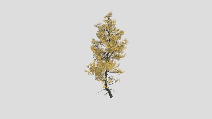 Autumn tree