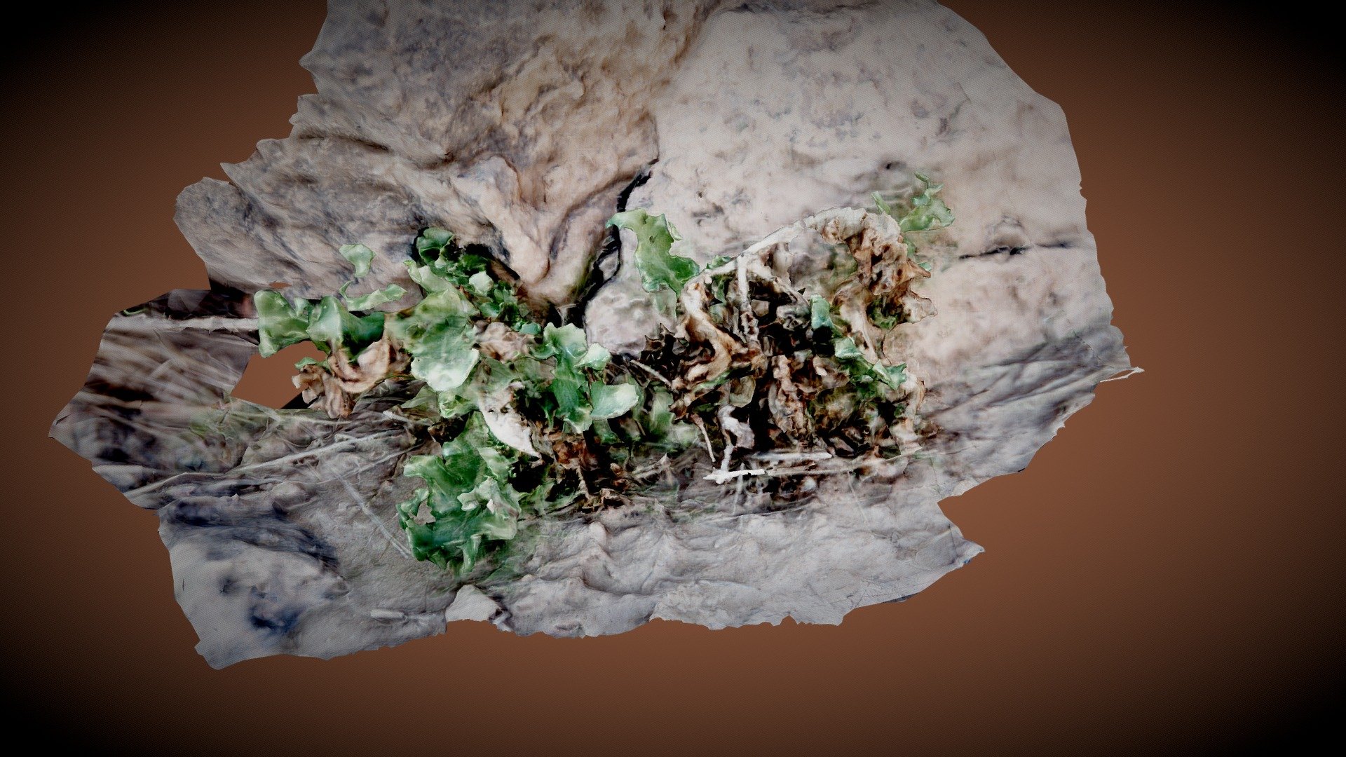Medicinal Plant