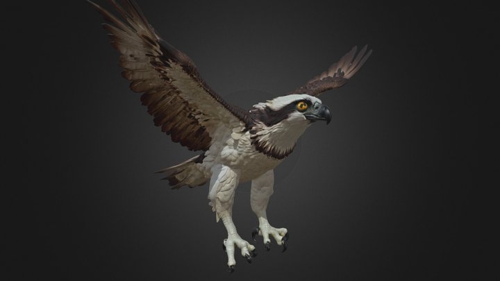 Osprey – Flying Raptor Rigged Bird