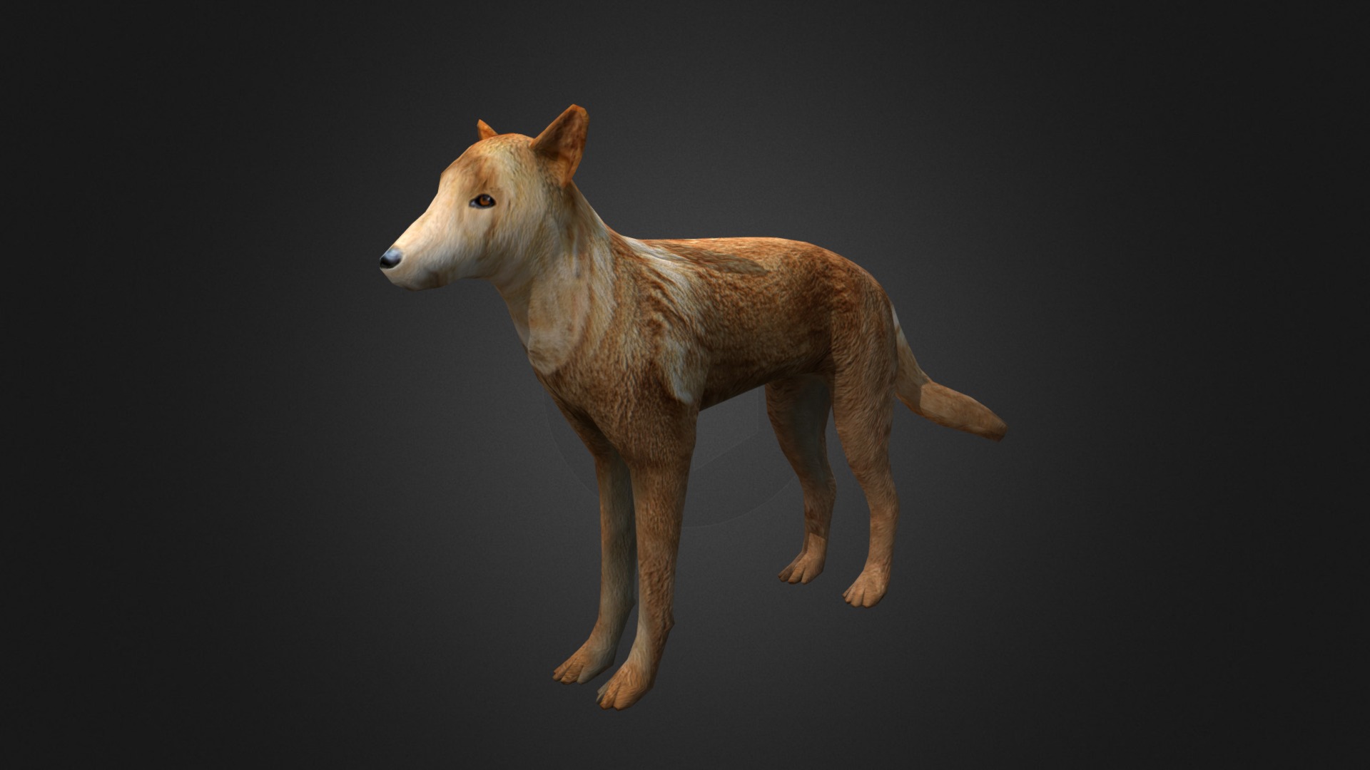 3D model Dingo - This is a 3D model of the Dingo. The 3D model is about a dog standing on a black background.