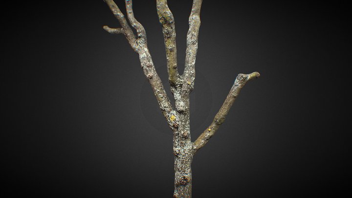 Tree 3D Scan - Retopo