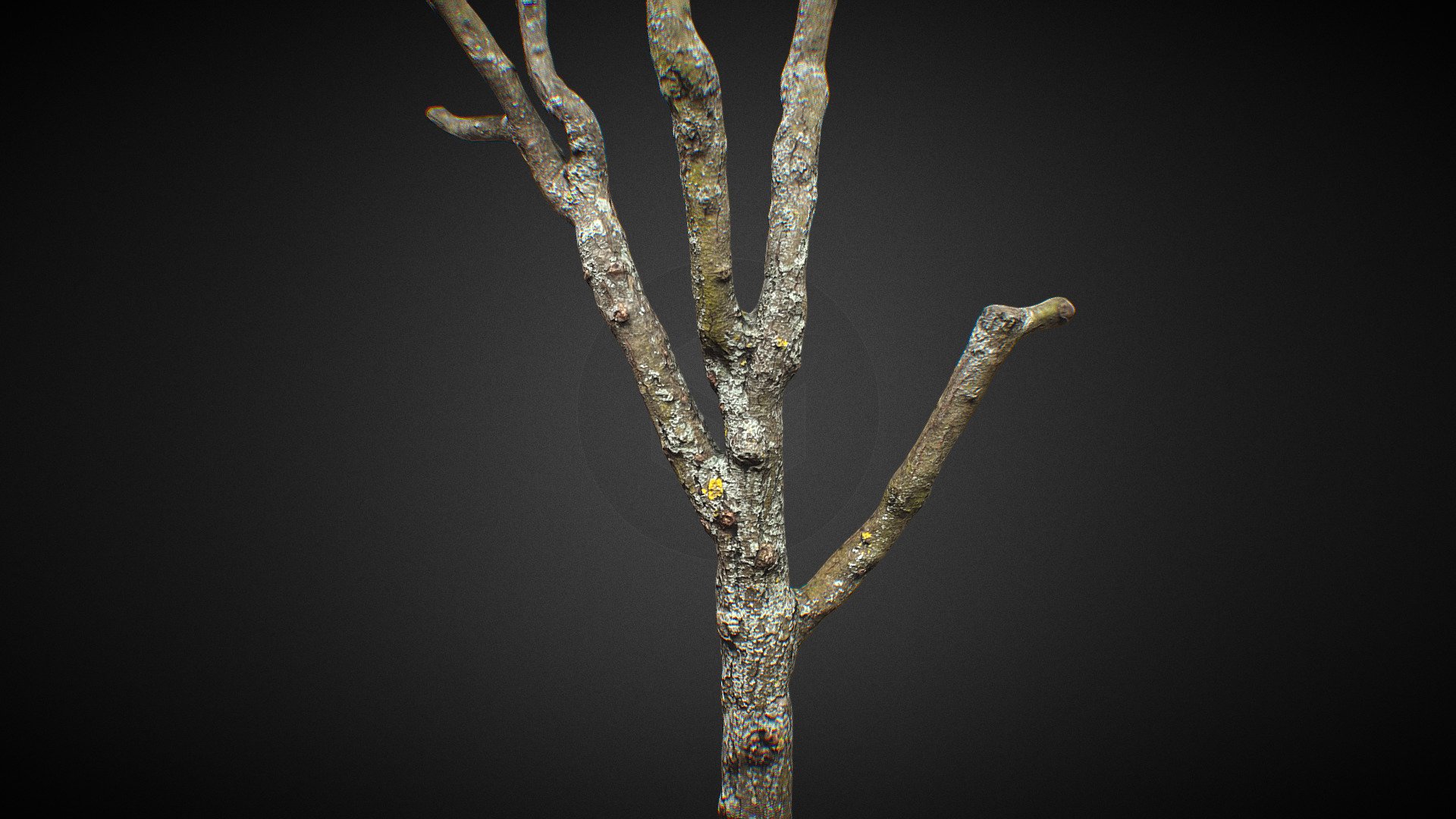 Tree 3D Scan - Retopo