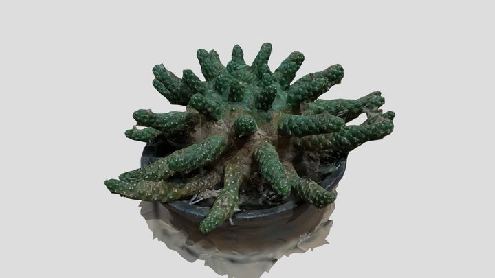 Euphorbia gamkensis 1/20/2021 3D Model