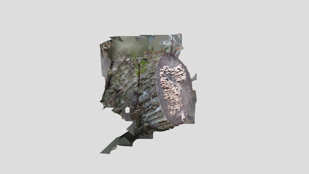 Bracket mushroom 1
