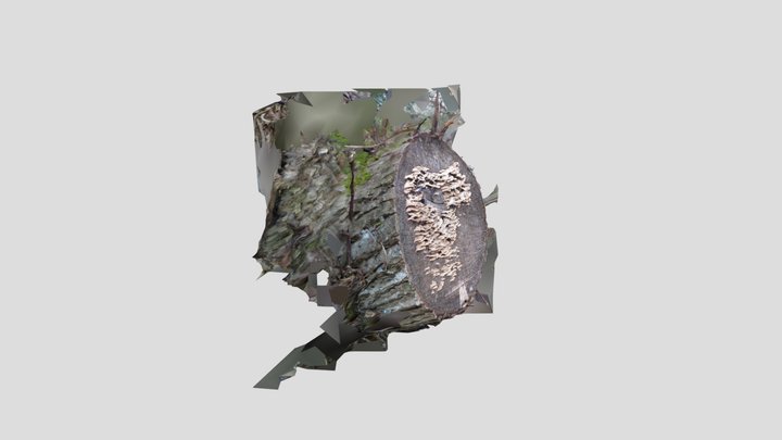 Bracket mushroom 1 – Modello 3D gratuito STL