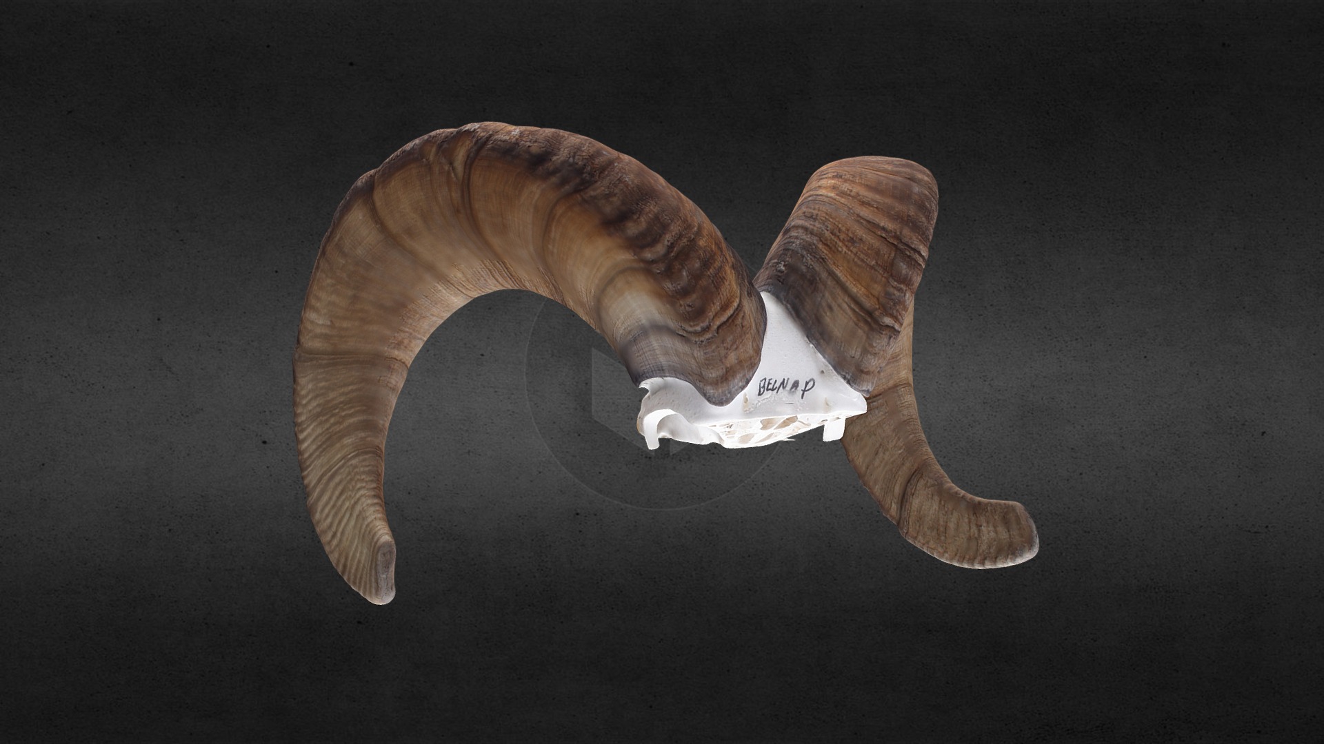 Brock Belnap Bighorn 2017