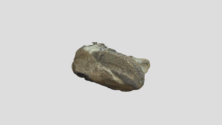 Trigonia（トリゴニア） 3D Model