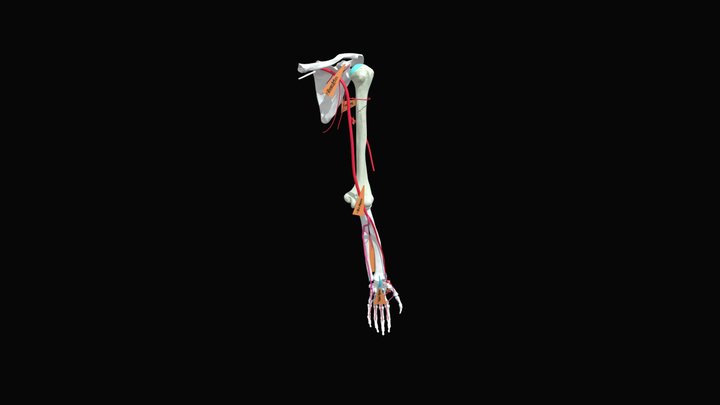 Upper Limb Arteries 3D Model