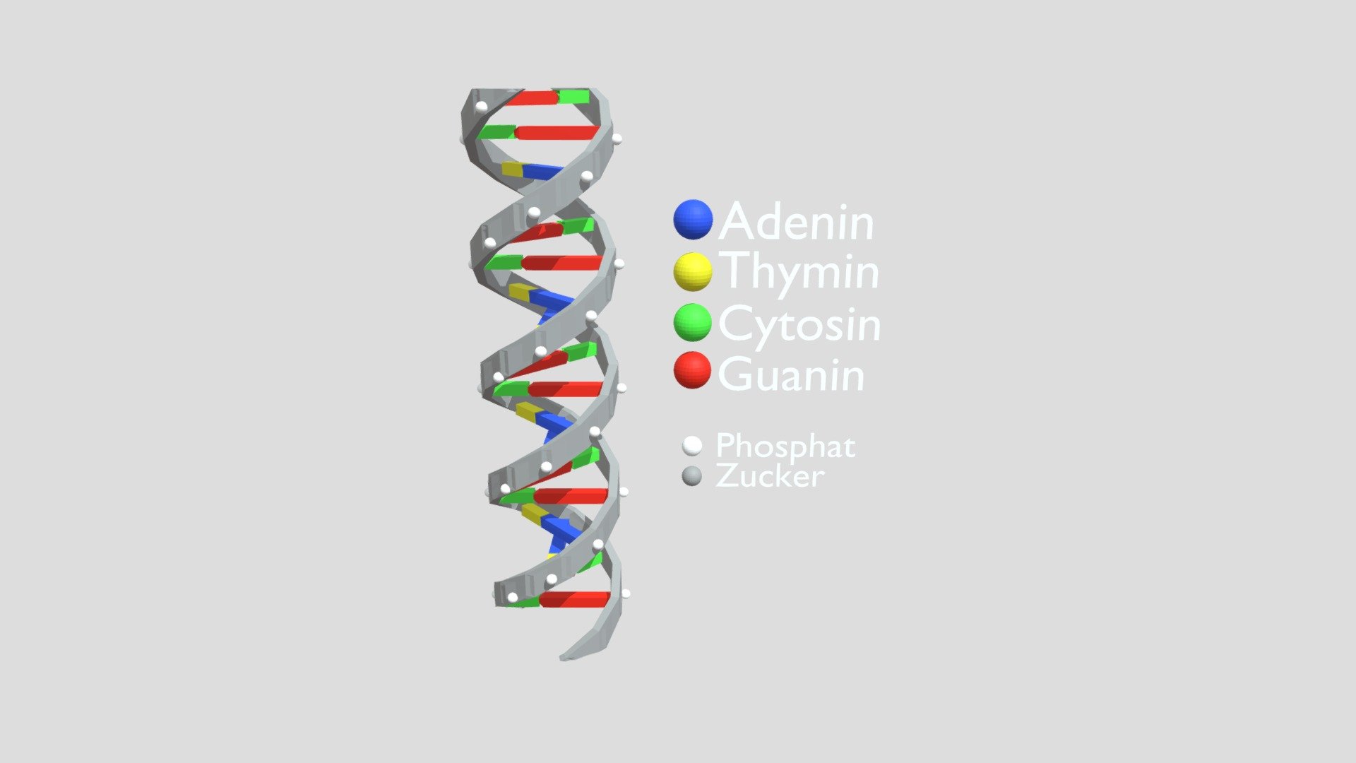 Dna - Download Free 3D model by DFS studio (@DFS_studio) [9e7146a