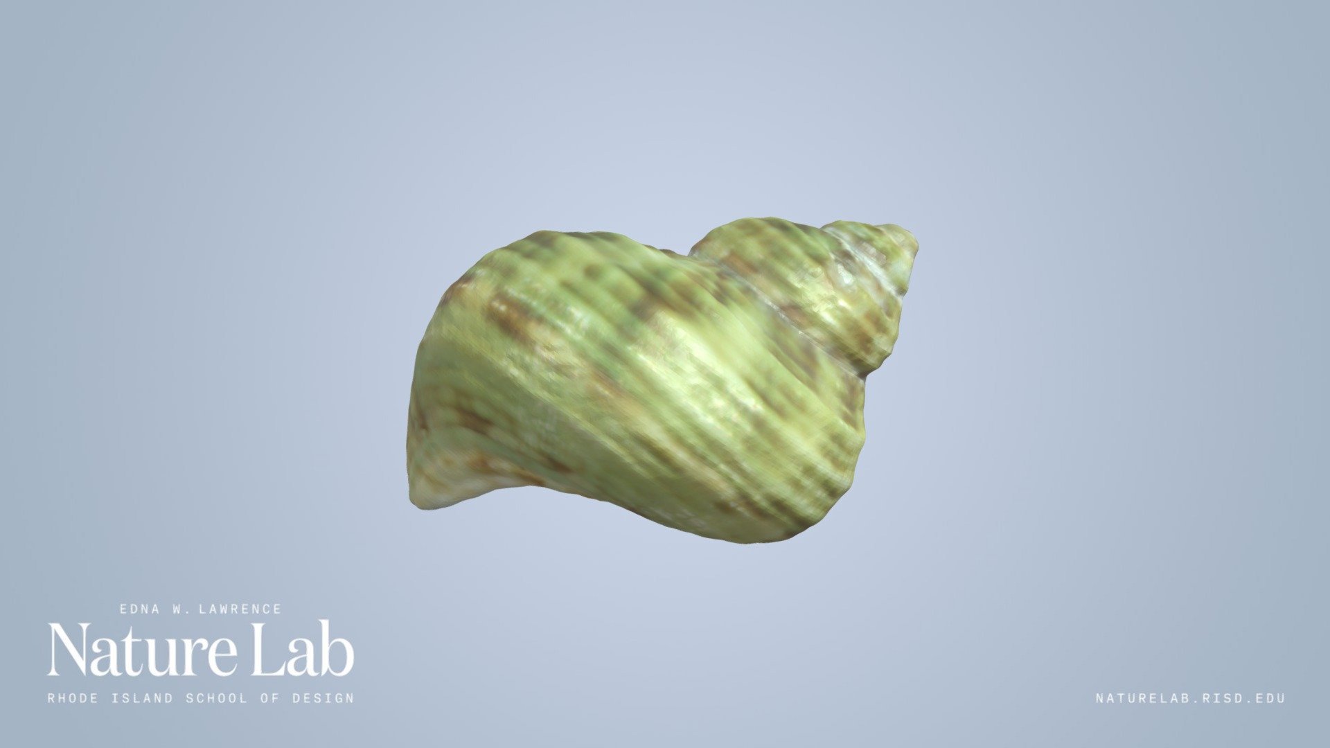 Jade Turban Shell