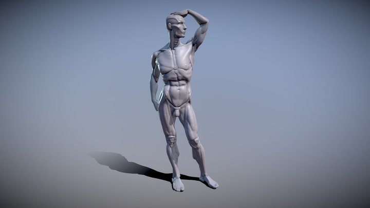 Anatomy part 2 (final) 3D Model