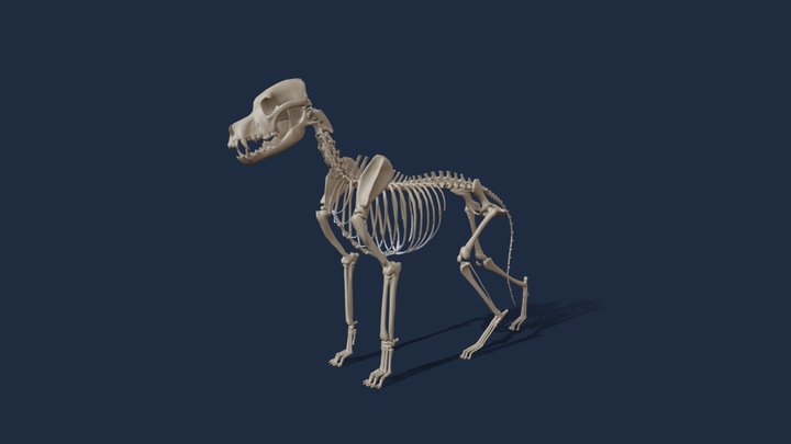 Working Dog Skeleton 3D Model