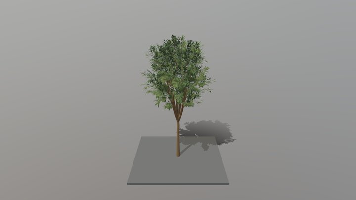 Celtis australis simple 3D Model