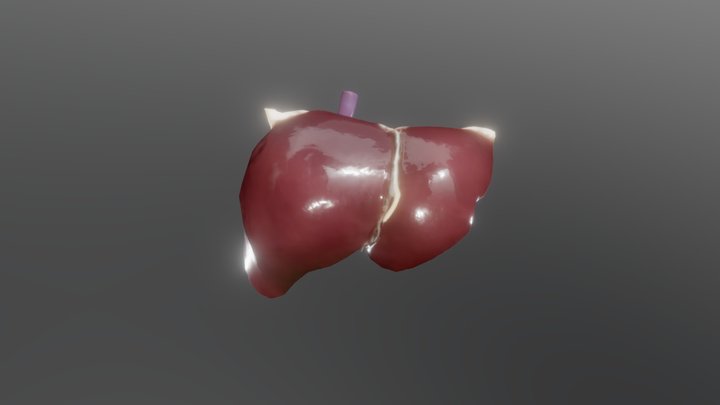 Human Liver Model 2020 3D Model