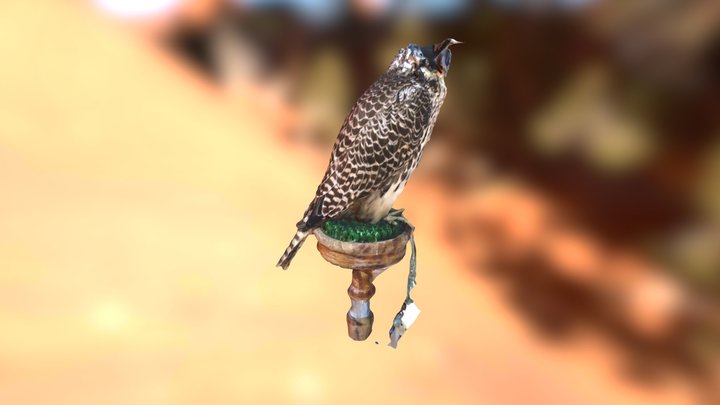 Levin 2 of the falcons 3D Model