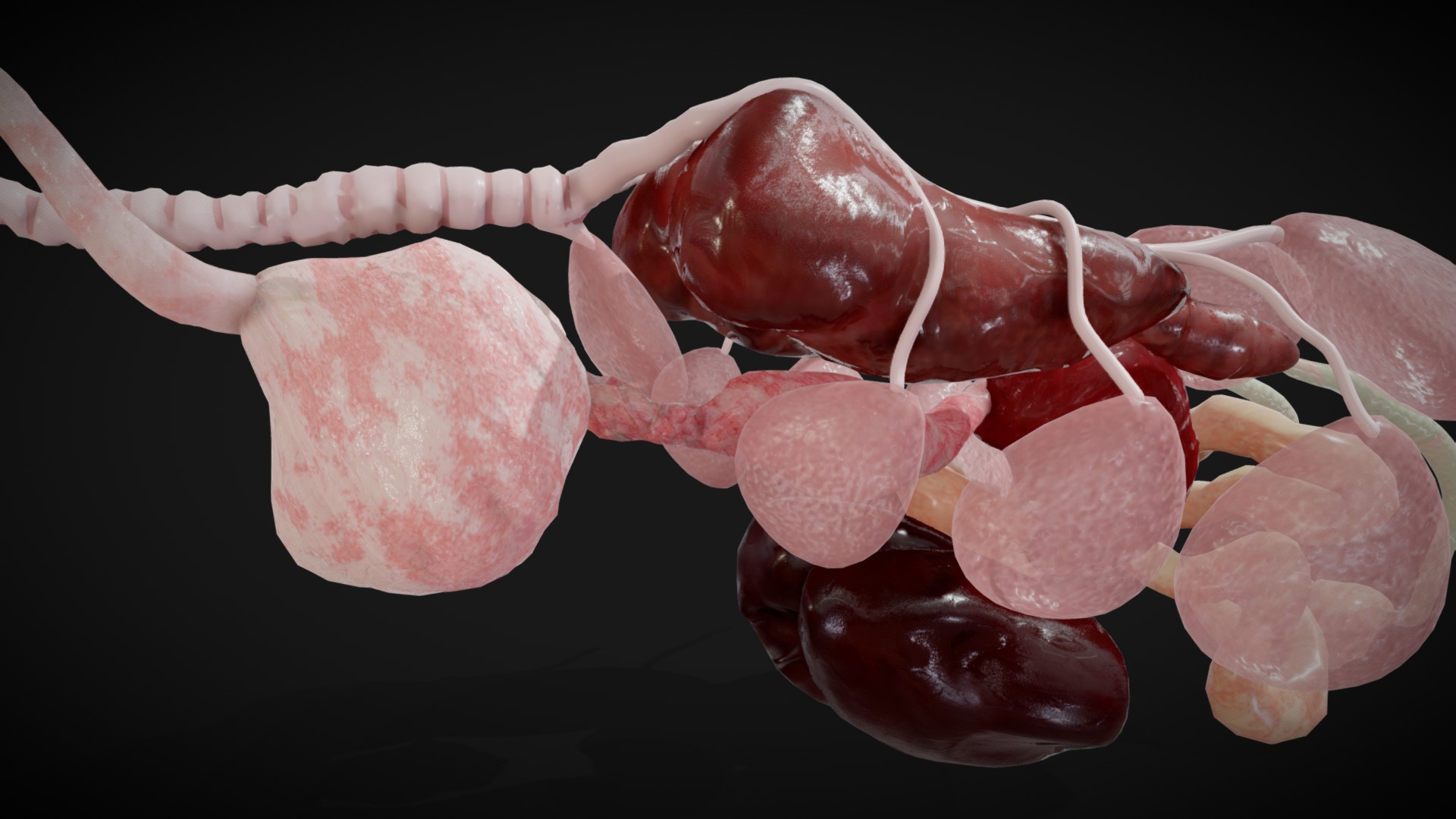 3D model Bird Internal Organs - This is a 3D model of the Bird Internal Organs. The 3D model is about a close-up of a pink octopus.