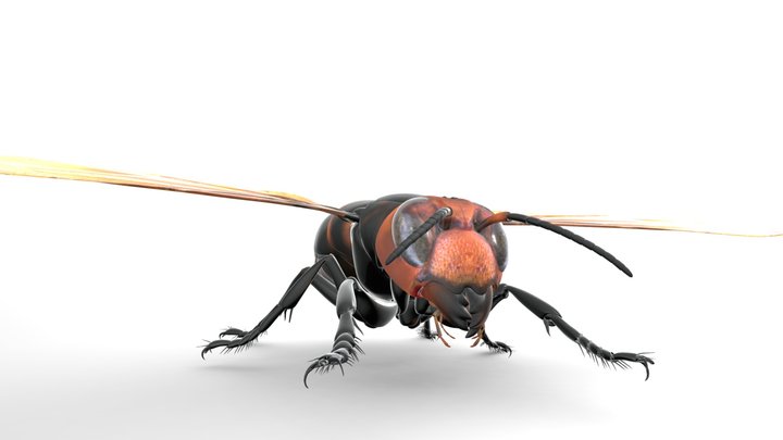 Vespa Mandarinia Magnifica
