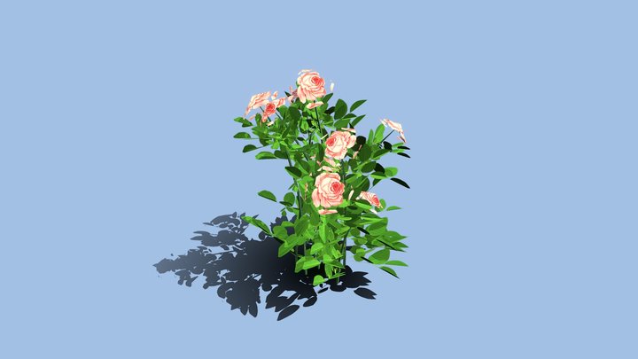 72 Floribunda Roses 3D Model