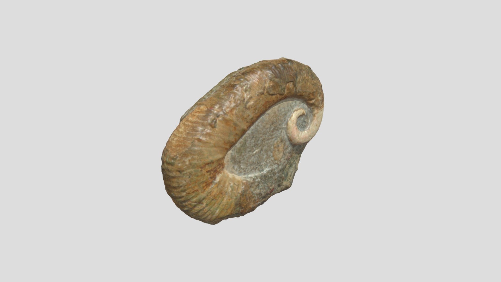 OneDrive_3_20-5-2024 - 3D model by Natural History Collections ...