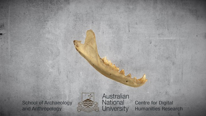 Thylacine Cynocephalus jaw rights side 3D Model