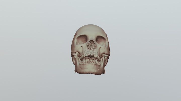 Modern Human (TC 815) Skull 3D Model
