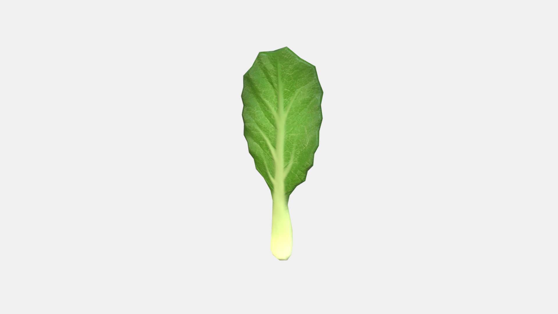 3D model Chinese Kale - This is a 3D model of the Chinese Kale. The 3D model is about a leaf with a stem.