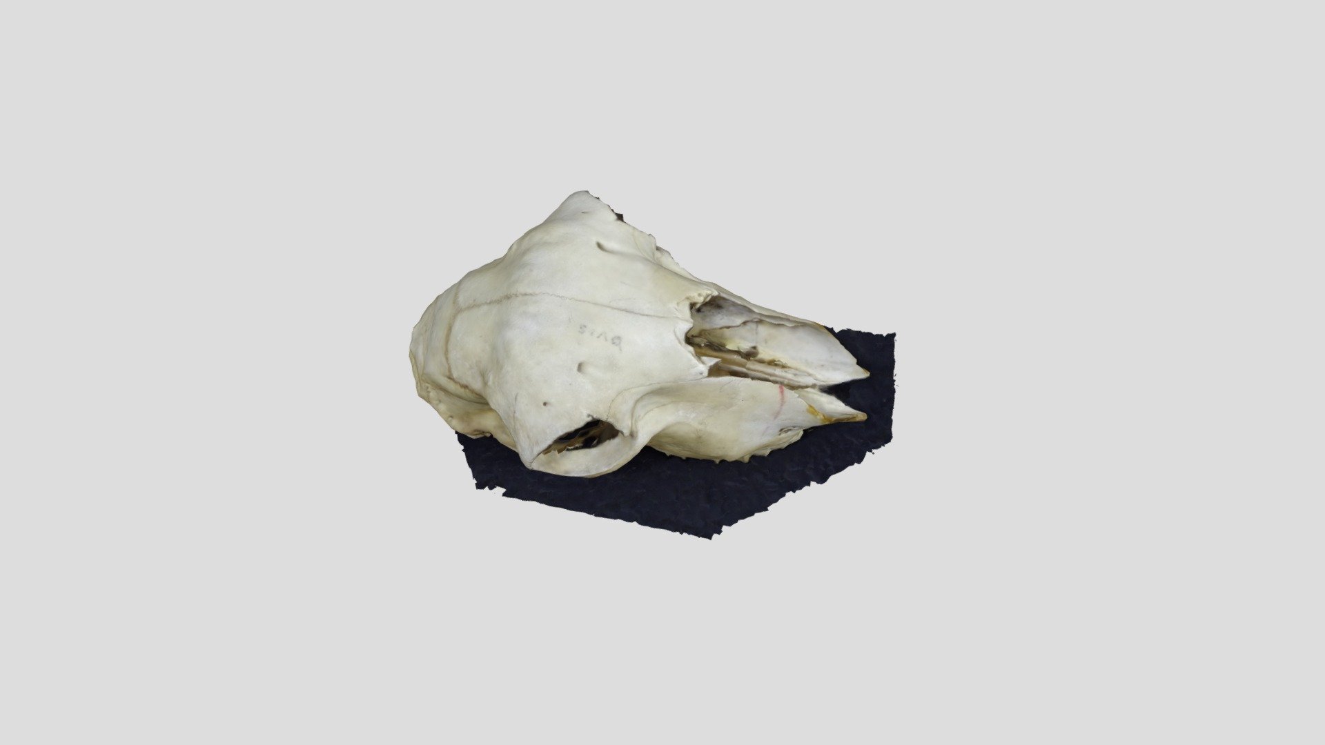Amy Elea Skull