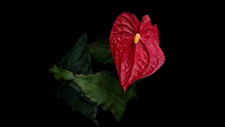 Hawaiian Lace Leaf 3D Model