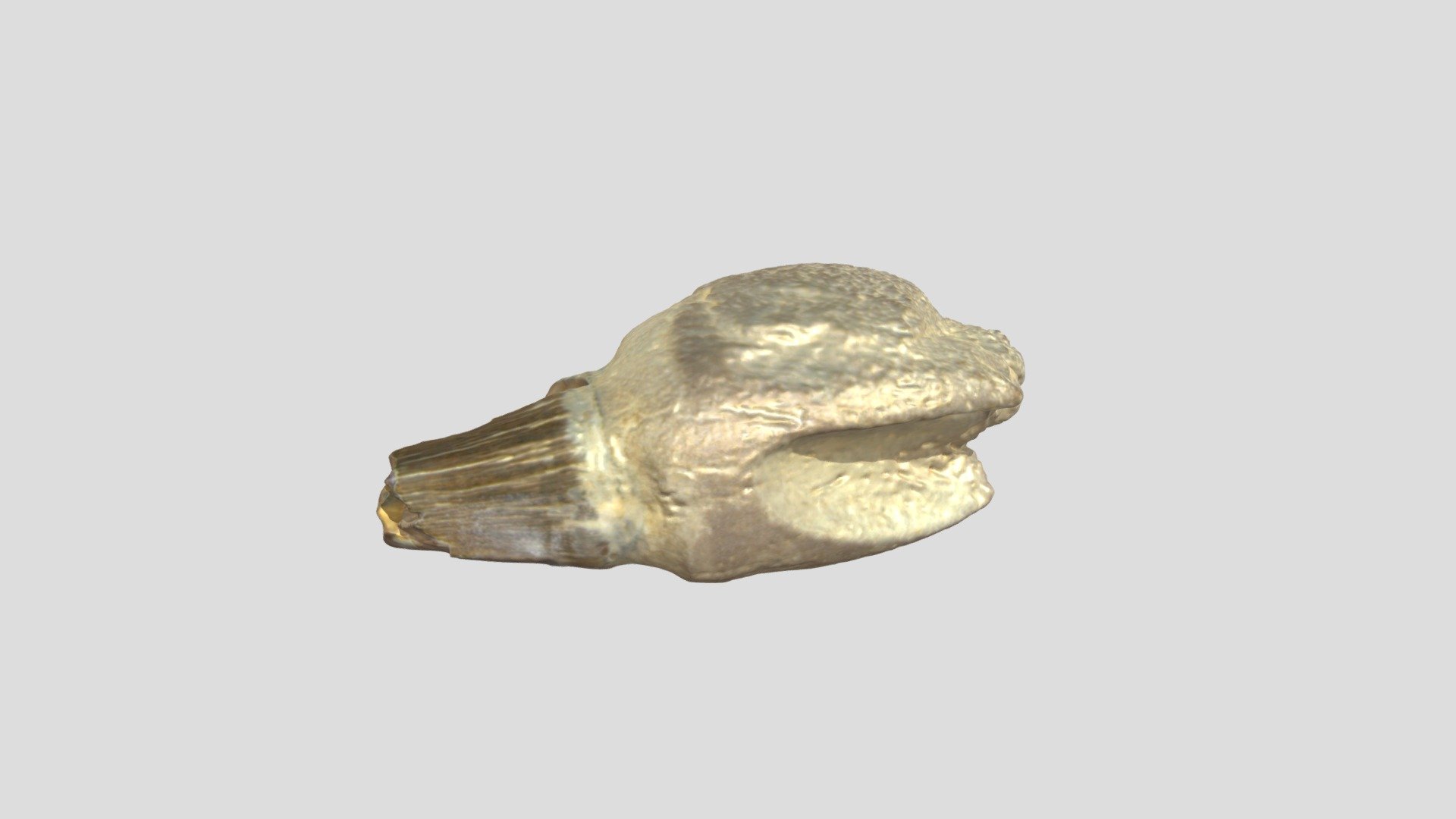 Mosasaur Tooth 000 494 - 3d Model By Msp-paleo [9e9b712] - Sketchfab