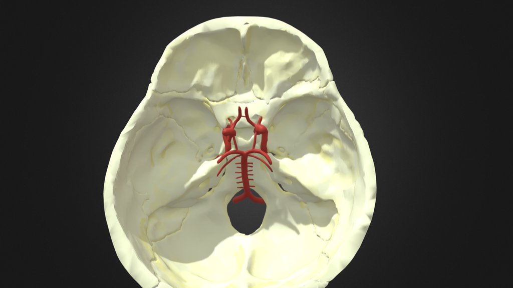 Head and Neck Templates A 3D model collection by Living Anatomy