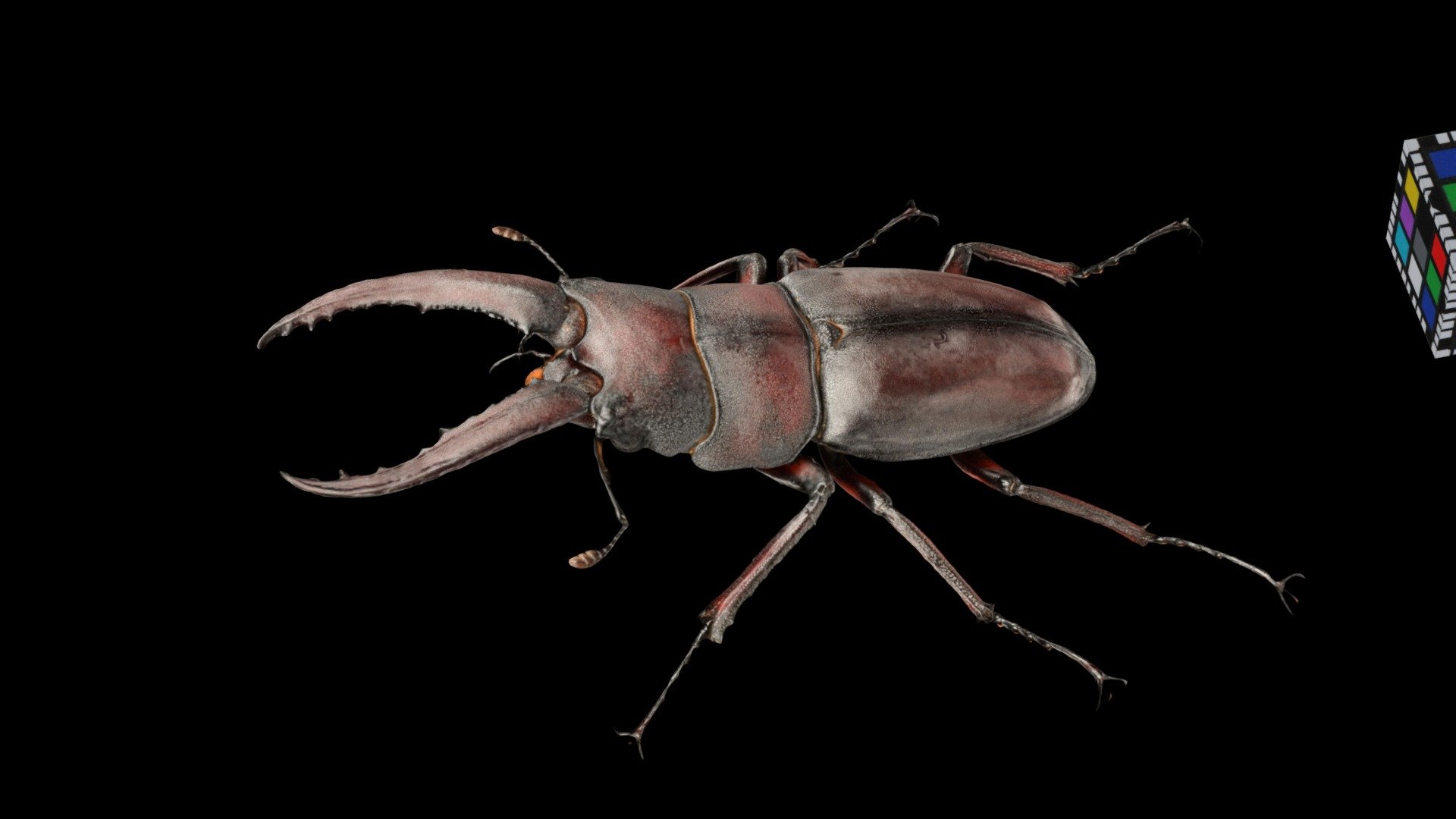 ノコギリクワガタ ♂S Sawtooth Stag Beetle - Download Free 3D model by ffish.asia