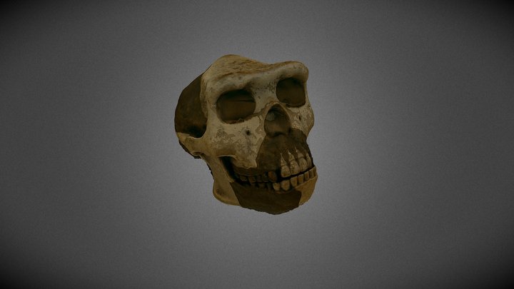 Homo erectus 3D Model