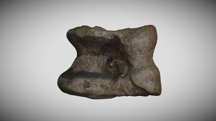 Astragalus Bos primigenius (Auroch) 3D Model