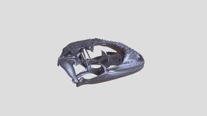 Skull of Paroedura picta (ocelot gecko) 3D Model