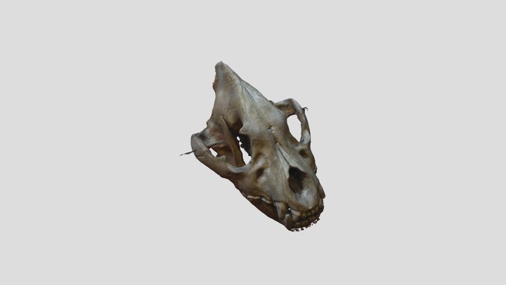 Skull of Hyena 3D Model