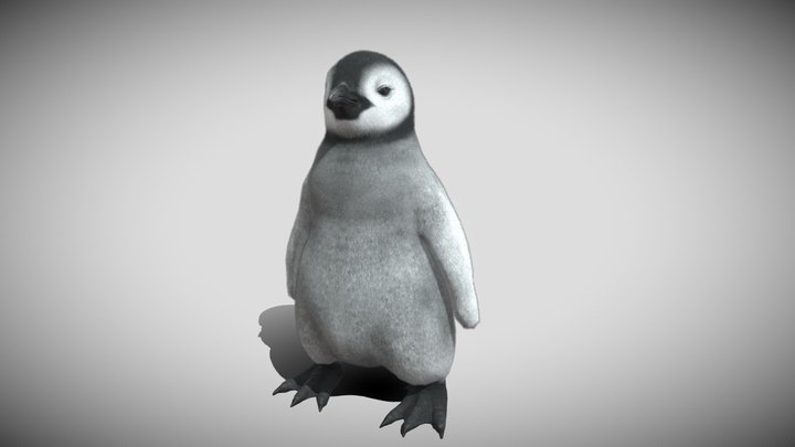 Fluffy Baby Penguin Rigged 3D Model