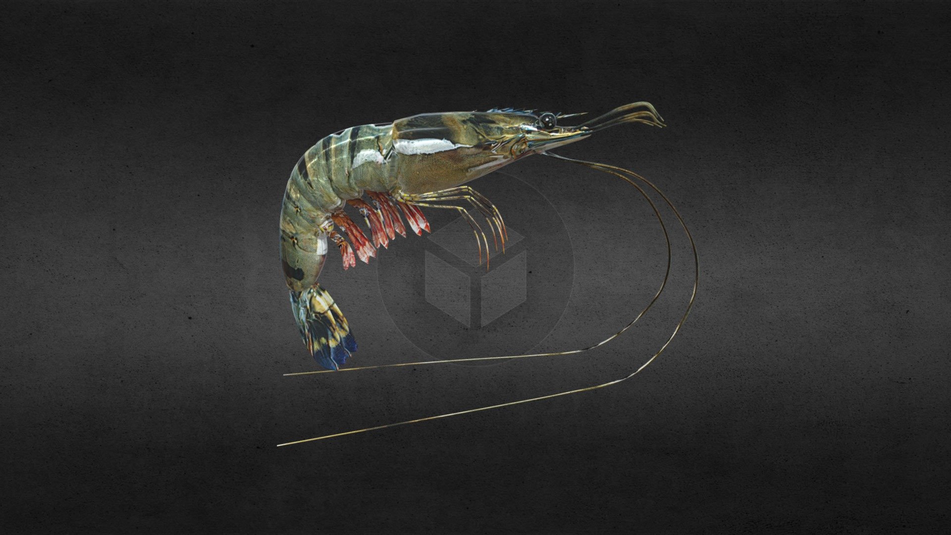 Tiger Prawns_ANIL