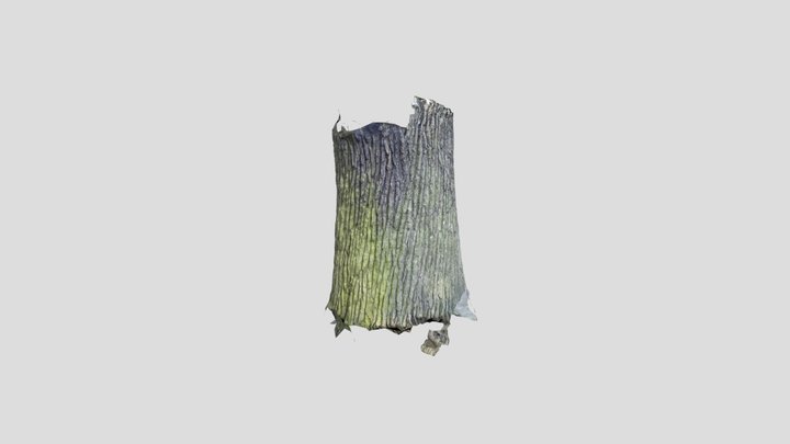 London Tree bark 3D Model
