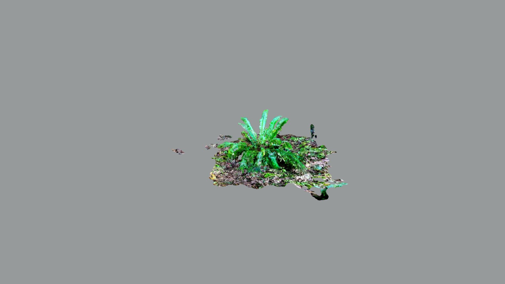 Fern