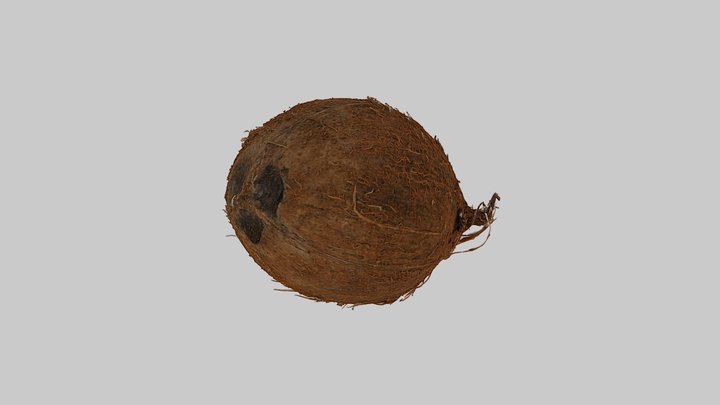 coconut 3D Model
