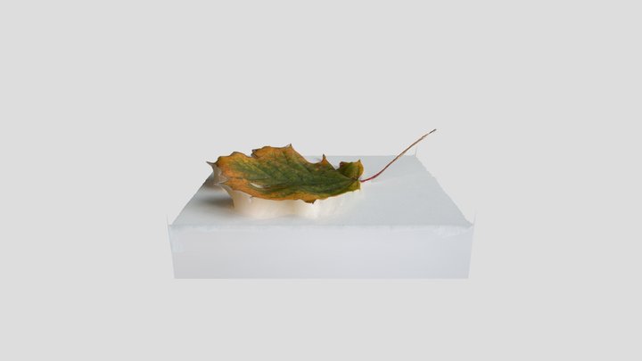 Leaf 01 3D Model