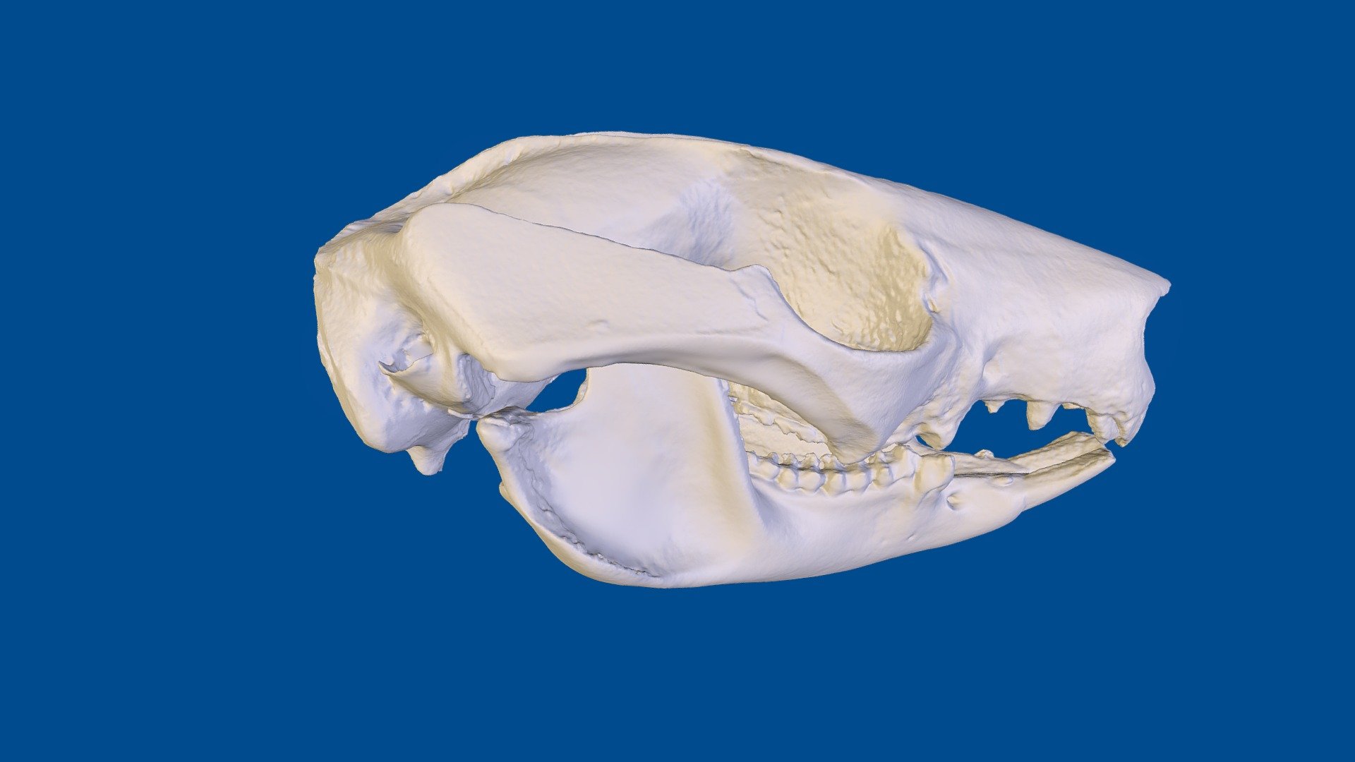 Invasive danger: Brushtail possum