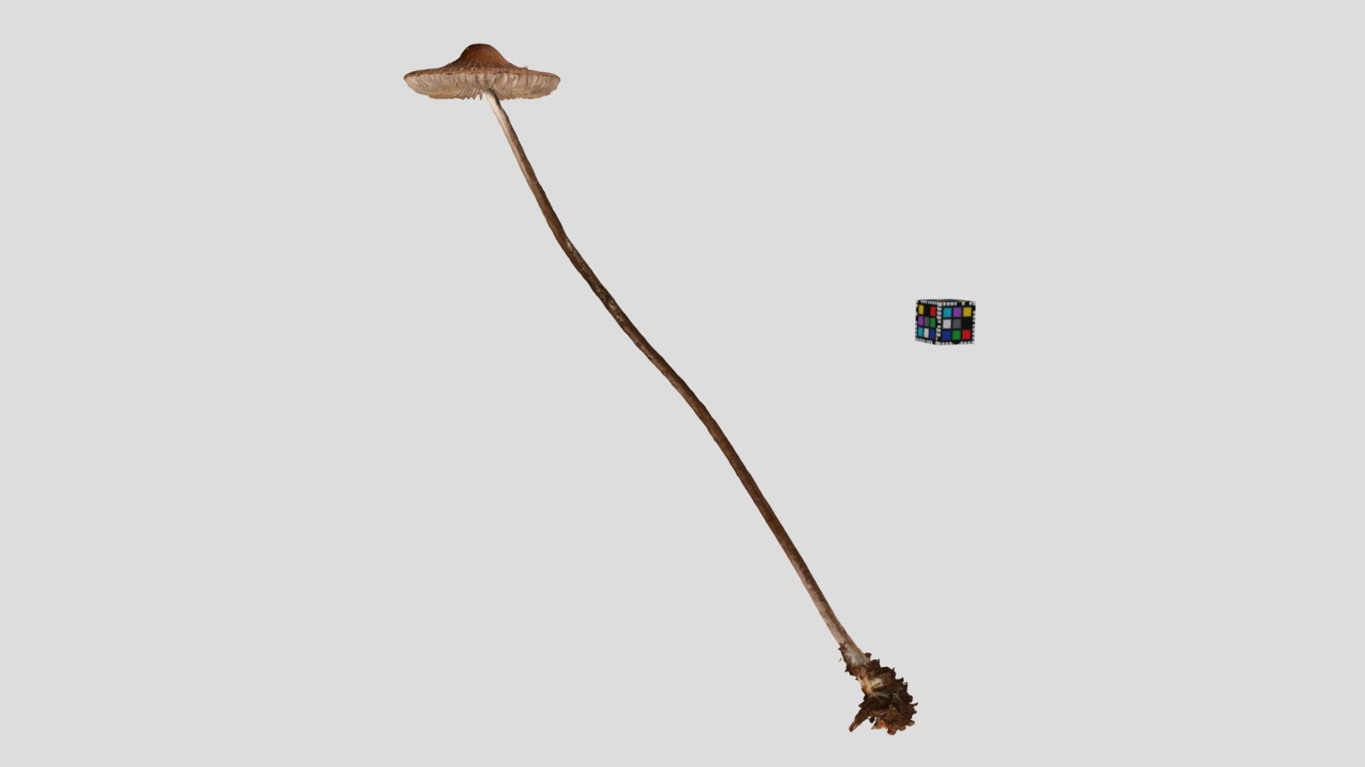 キノコ Mushroom (Unidentified yet)