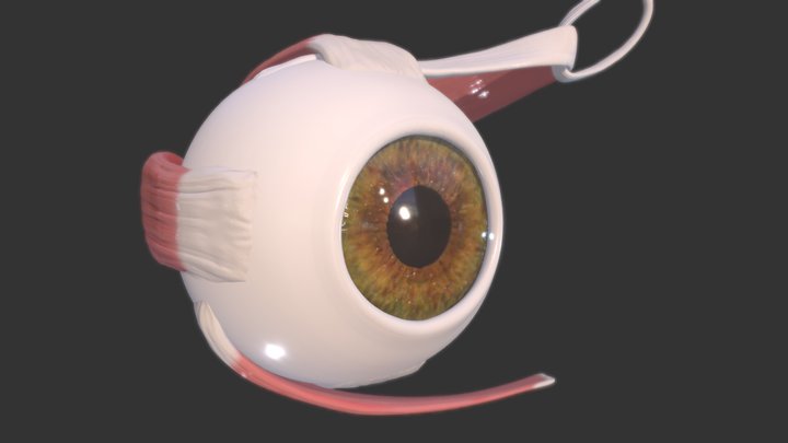 Eye muscles 3D Model
