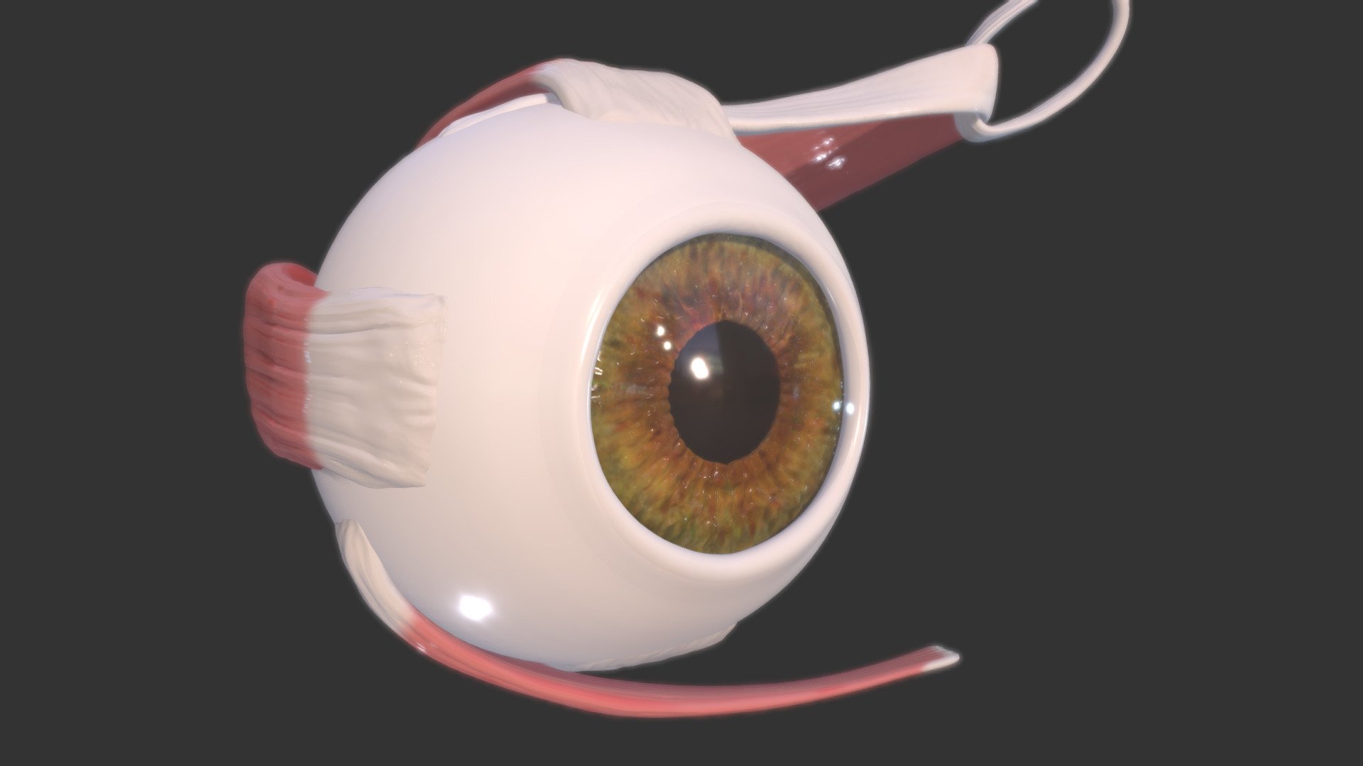 Eye muscles