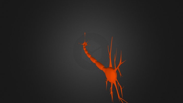 Nerve cell (collection of thunthu) 3D Model